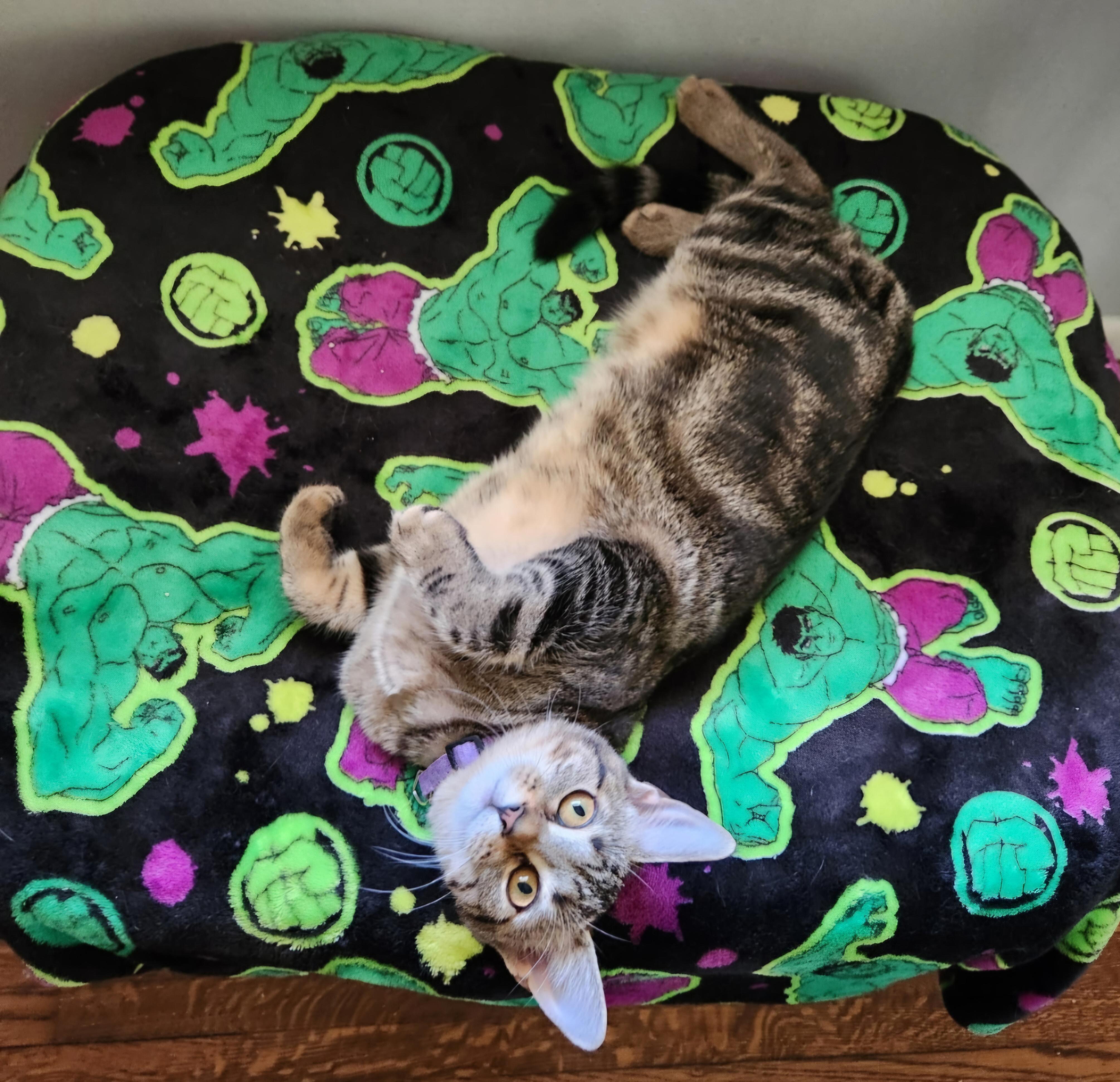 Natalia (JoJo), Adoptable, Young Female Tabby.