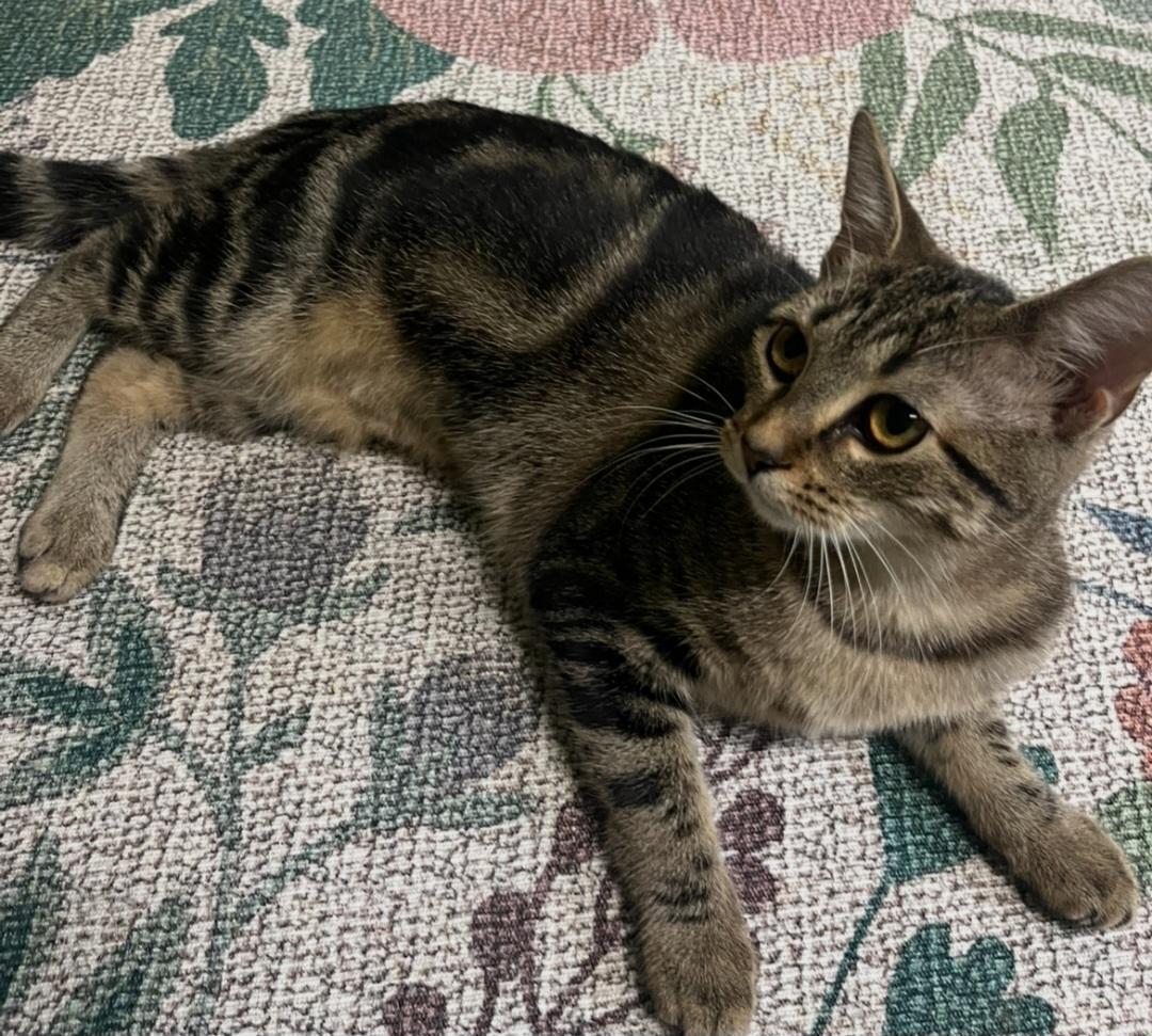 Enlarge Natalia (JoJo), a Adoptable Tabby in Nashville, TN image 2/6