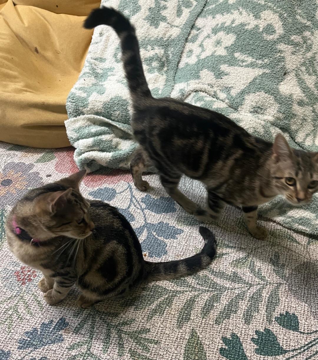 Enlarge Natalia (JoJo), a Adoptable Tabby in Nashville, TN image 4/6