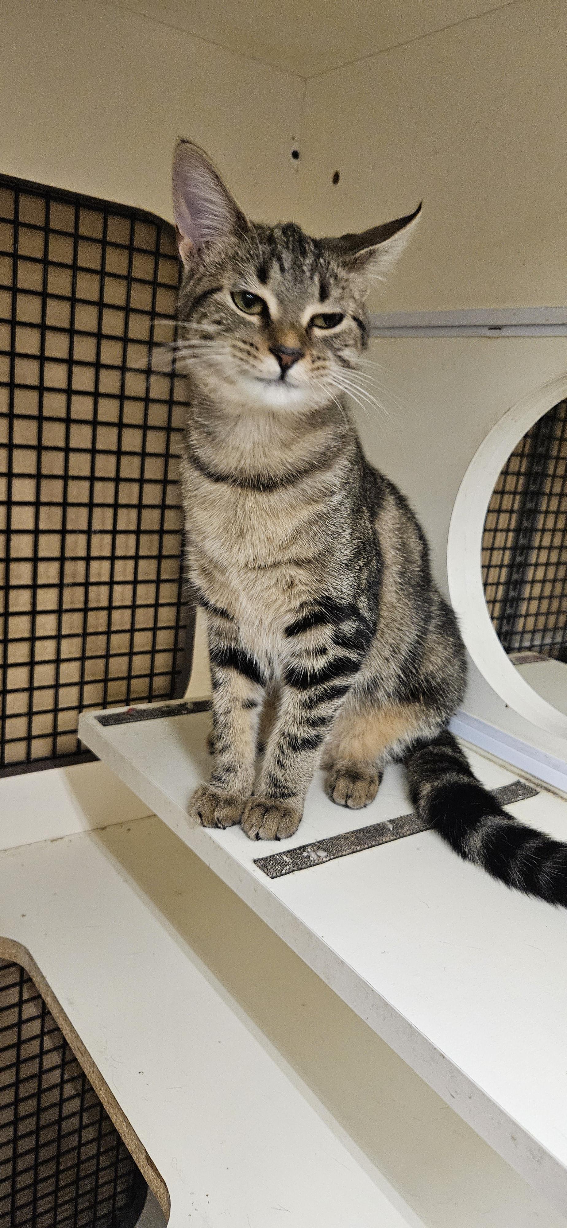 Enlarge Natalia (JoJo), a Adoptable Tabby in Nashville, TN image 5/6