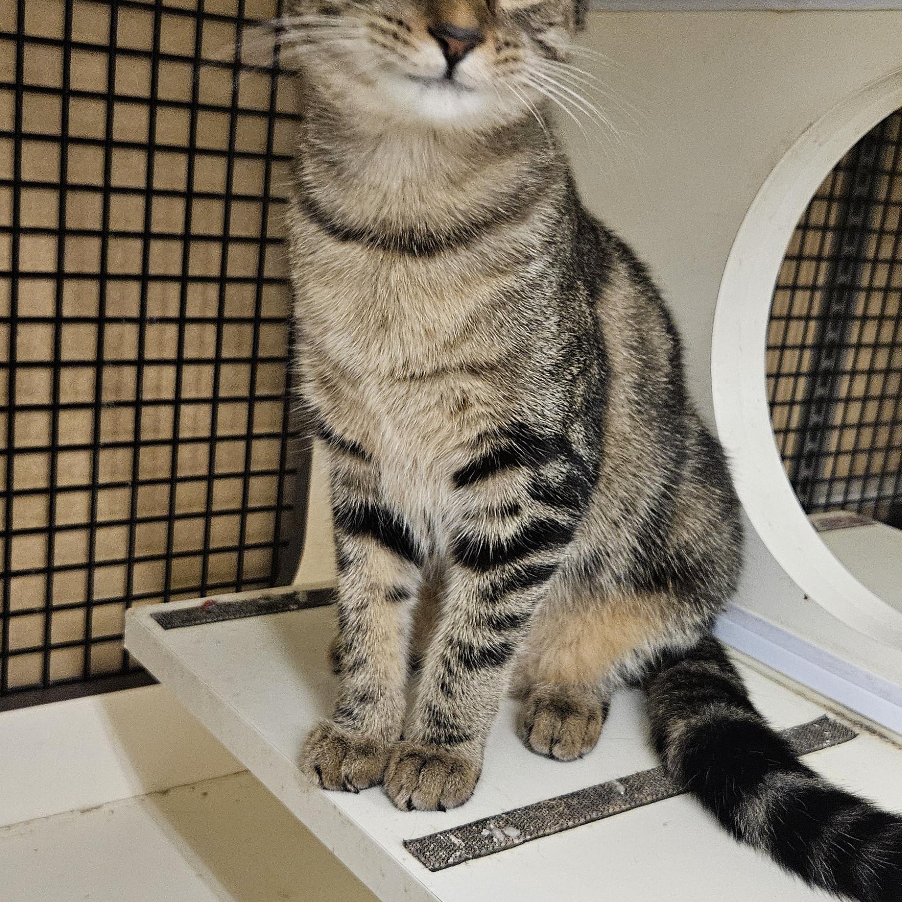 Enlarge Natalia (JoJo), a Adoptable Tabby in Nashville, TN image 5/6