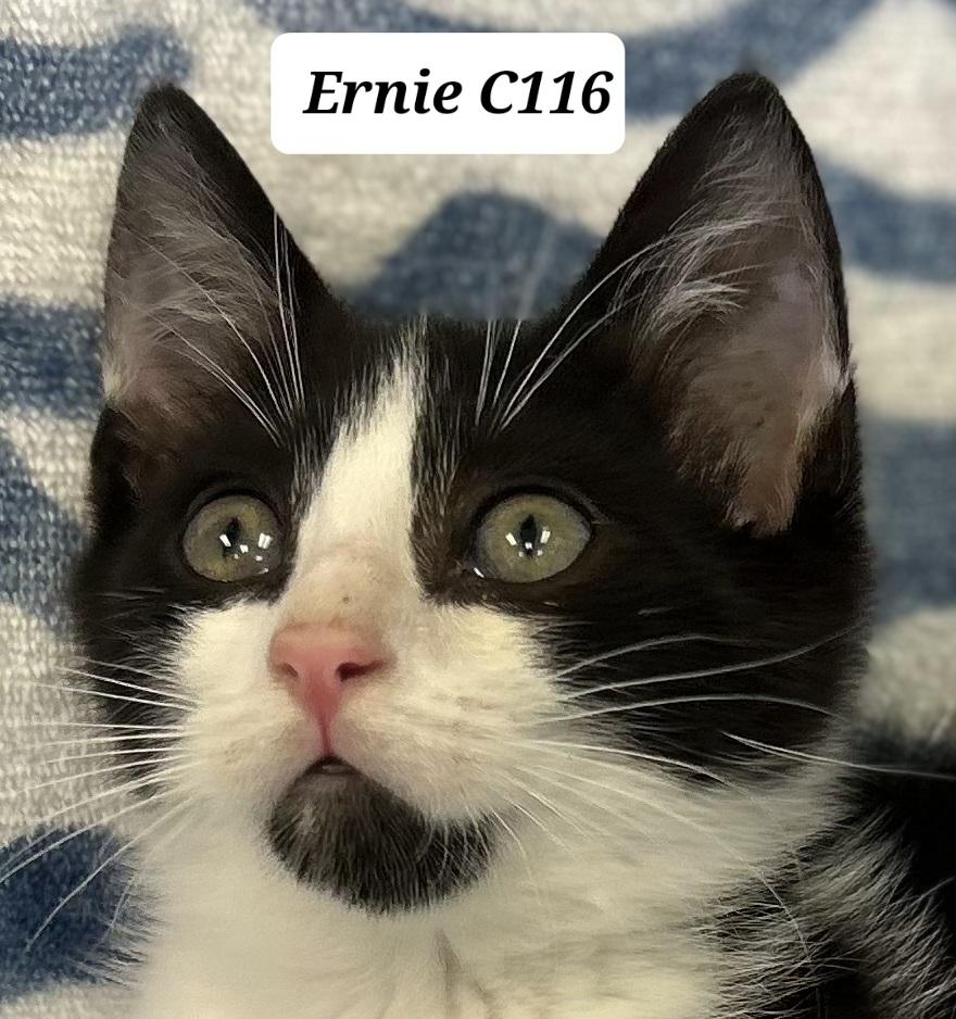 Enlarge Ernie C116, a Adopted Domestic Medium Hair in Morganton, NC image 1/1