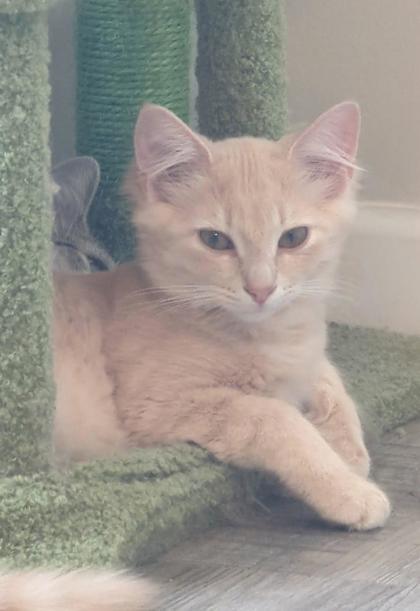 Christianna, a Adoptable Domestic Short Hair in Columbus, IN image 1/2