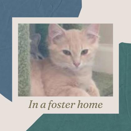 Christianna, a Adoptable Domestic Short Hair in Columbus, IN image 2/2