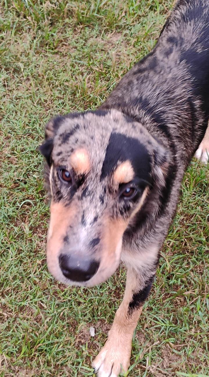 Enlarge AGNES, a ADOPTABLE Catahoula Leopard Dog in Saint Jo, TX image 2/3