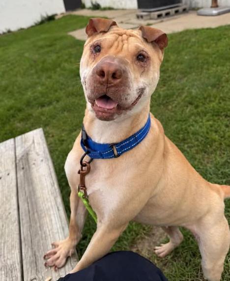 Enlarge Velma, a Adoptable mixed breed in Euclid, OH image 2/2