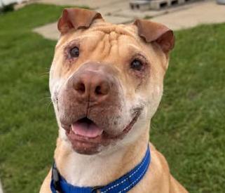 Enlarge Velma, a Adoptable mixed breed in Euclid, OH image 1/2
