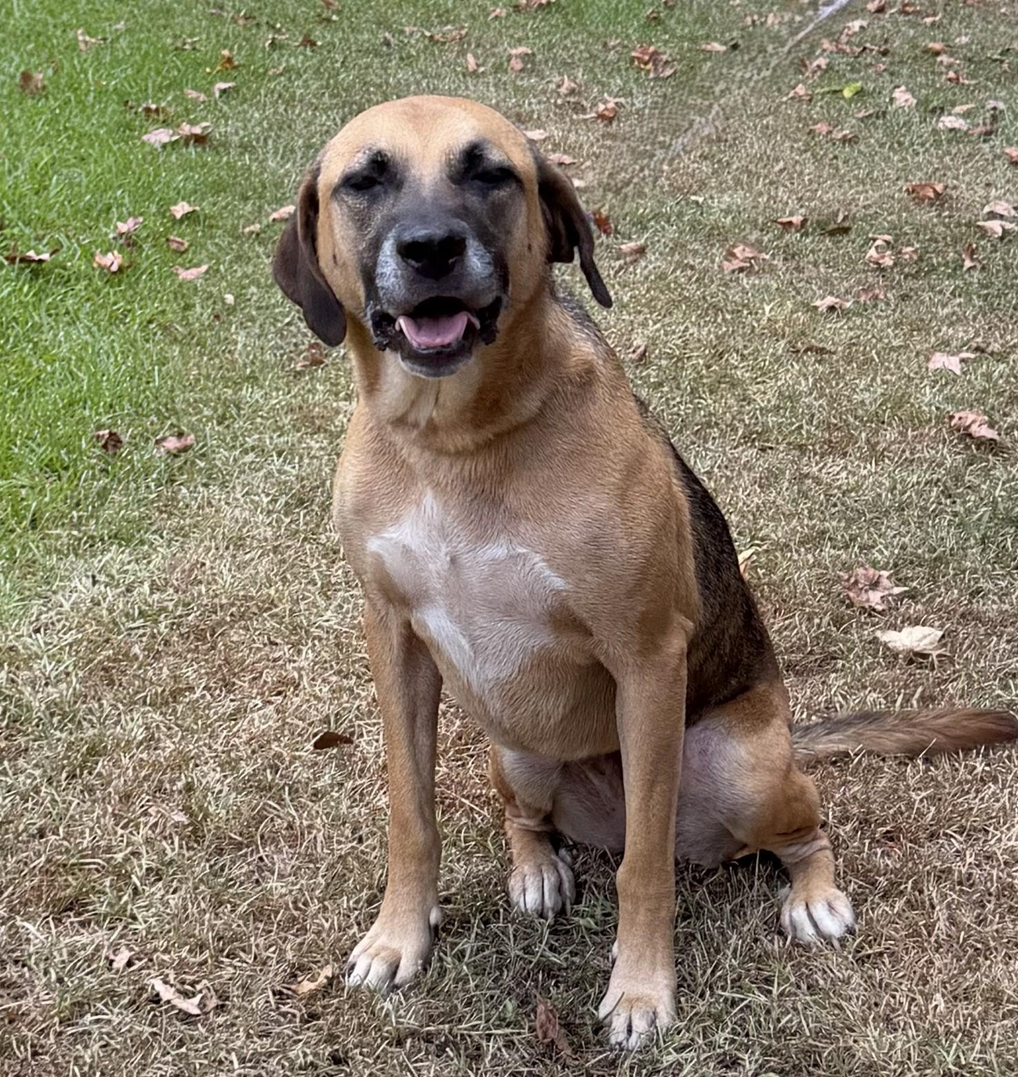 Enlarge Sadie Adler, a ADOPTABLE mixed breed in Slidell, LA image 4/4