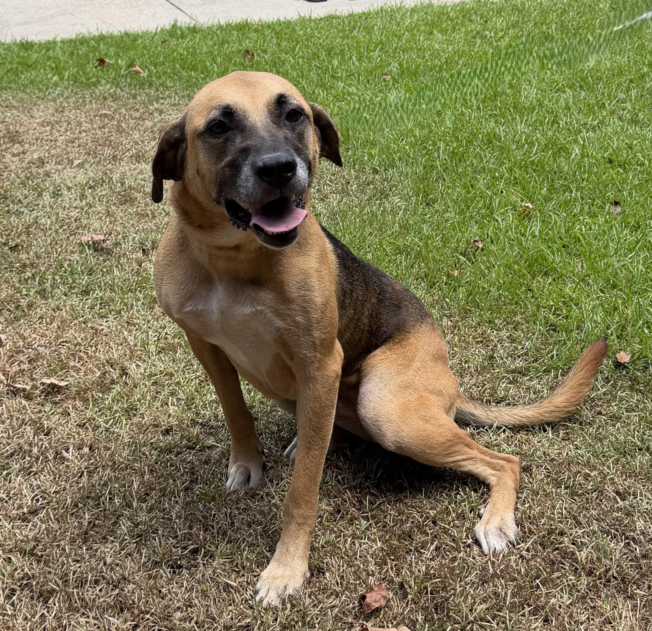Enlarge Sadie Adler, a ADOPTABLE mixed breed in Slidell, LA image 2/4