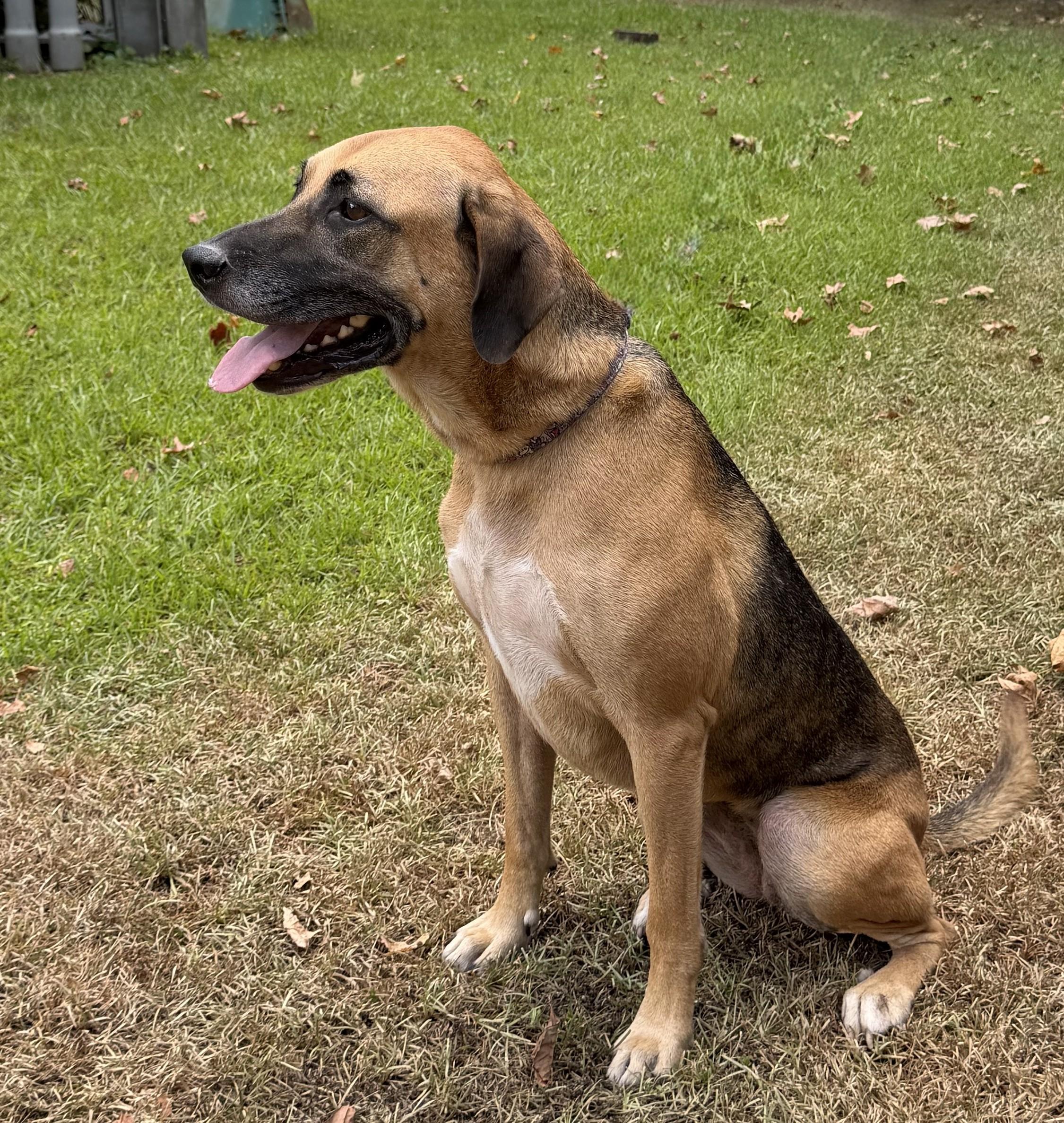 Enlarge Sadie Adler, a ADOPTABLE mixed breed in Slidell, LA image 3/4