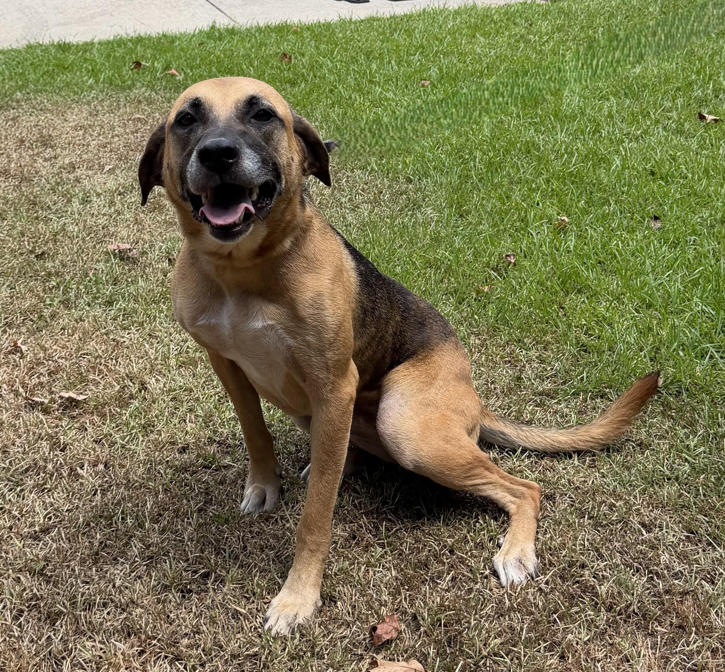 Enlarge Sadie Adler, a ADOPTABLE mixed breed in Slidell, LA image 1/4