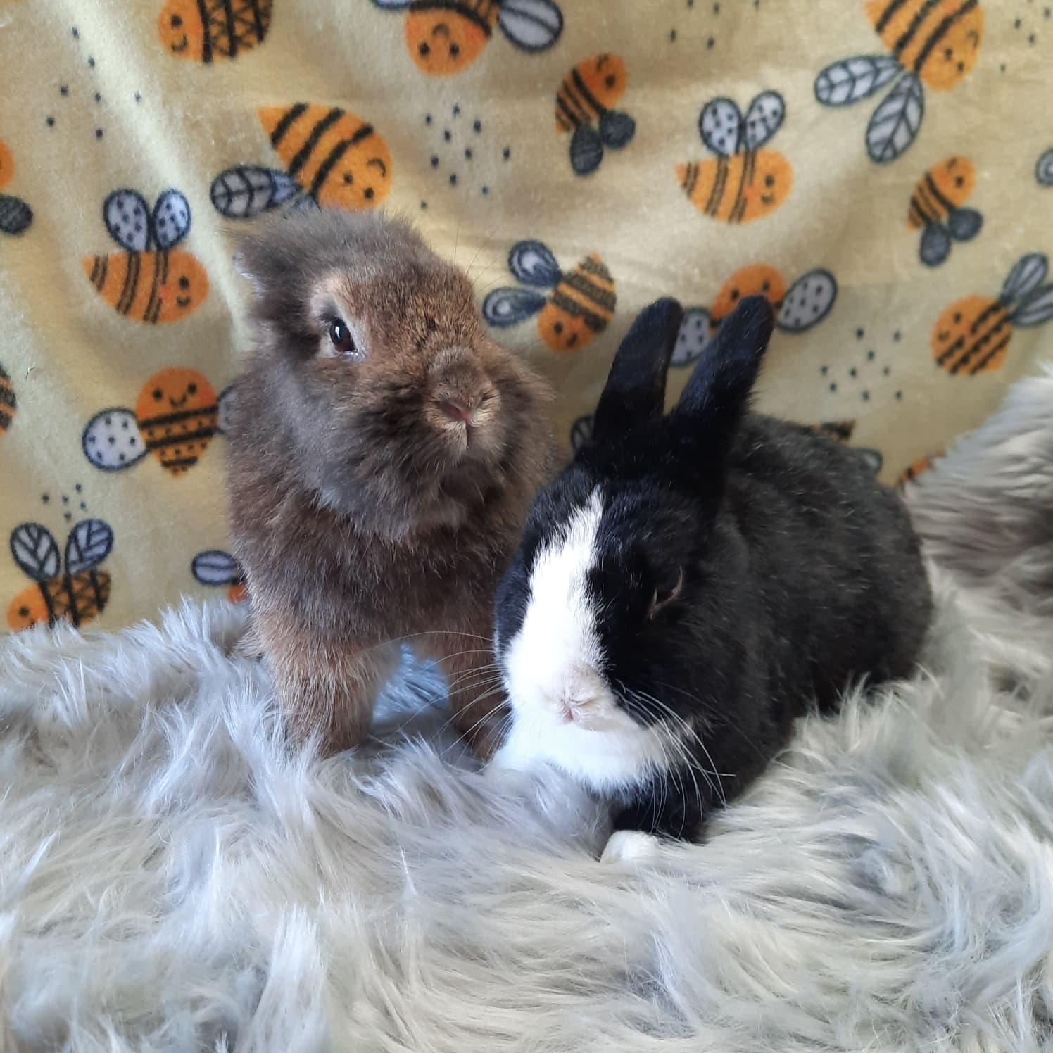 Enlarge Brinlee & Alfie, an adopted Lionhead in Fountain Valley, CA image 3/3