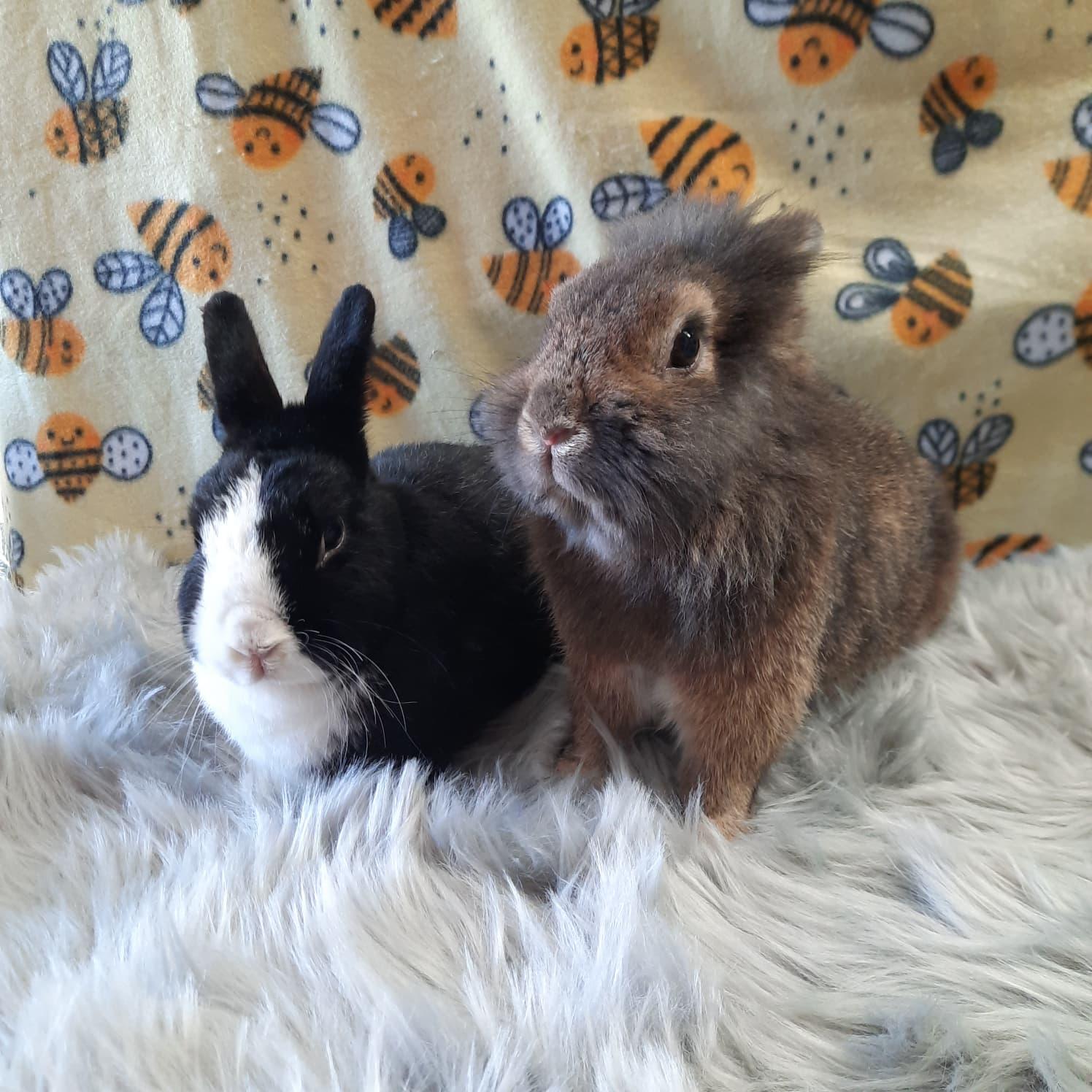 Enlarge Brinlee & Alfie, an adopted Lionhead in Fountain Valley, CA image 2/3