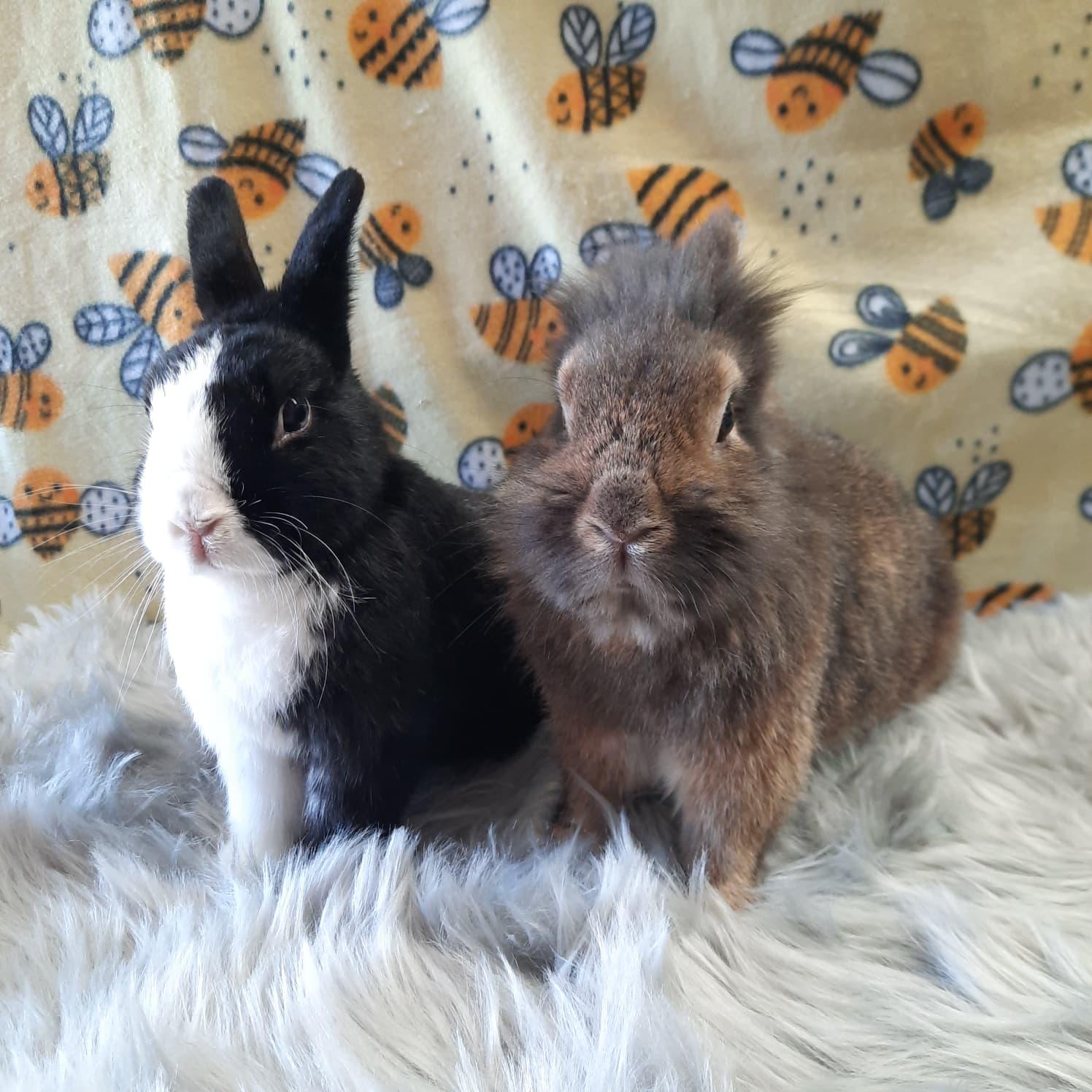 Enlarge Brinlee & Alfie, an adopted Lionhead in Fountain Valley, CA image 1/3