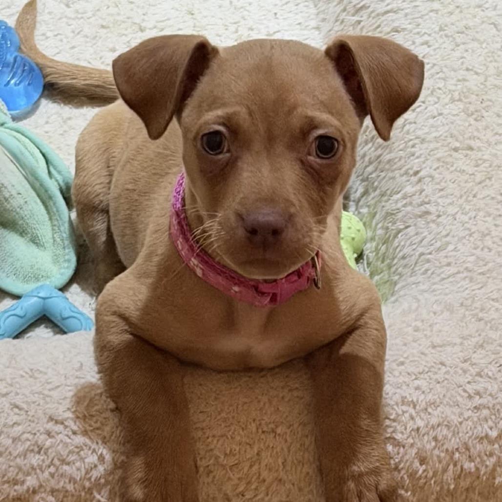 Ivy, Adoptable, Puppy Female Chihuahua.