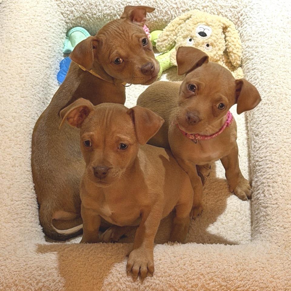 Enlarge Ivy, a Adoptable Chihuahua in Kansas City, MO image 2/6