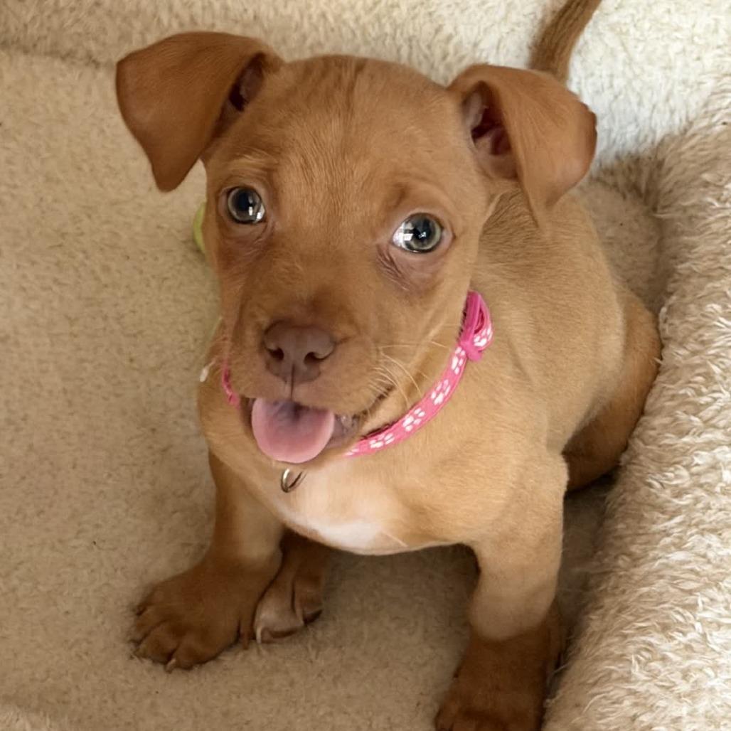 Enlarge Ivy, a Adoptable Chihuahua in Kansas City, MO image 3/6