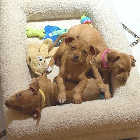 Enlarge Ivy, a Adoptable Chihuahua in Kansas City, MO image 4/6