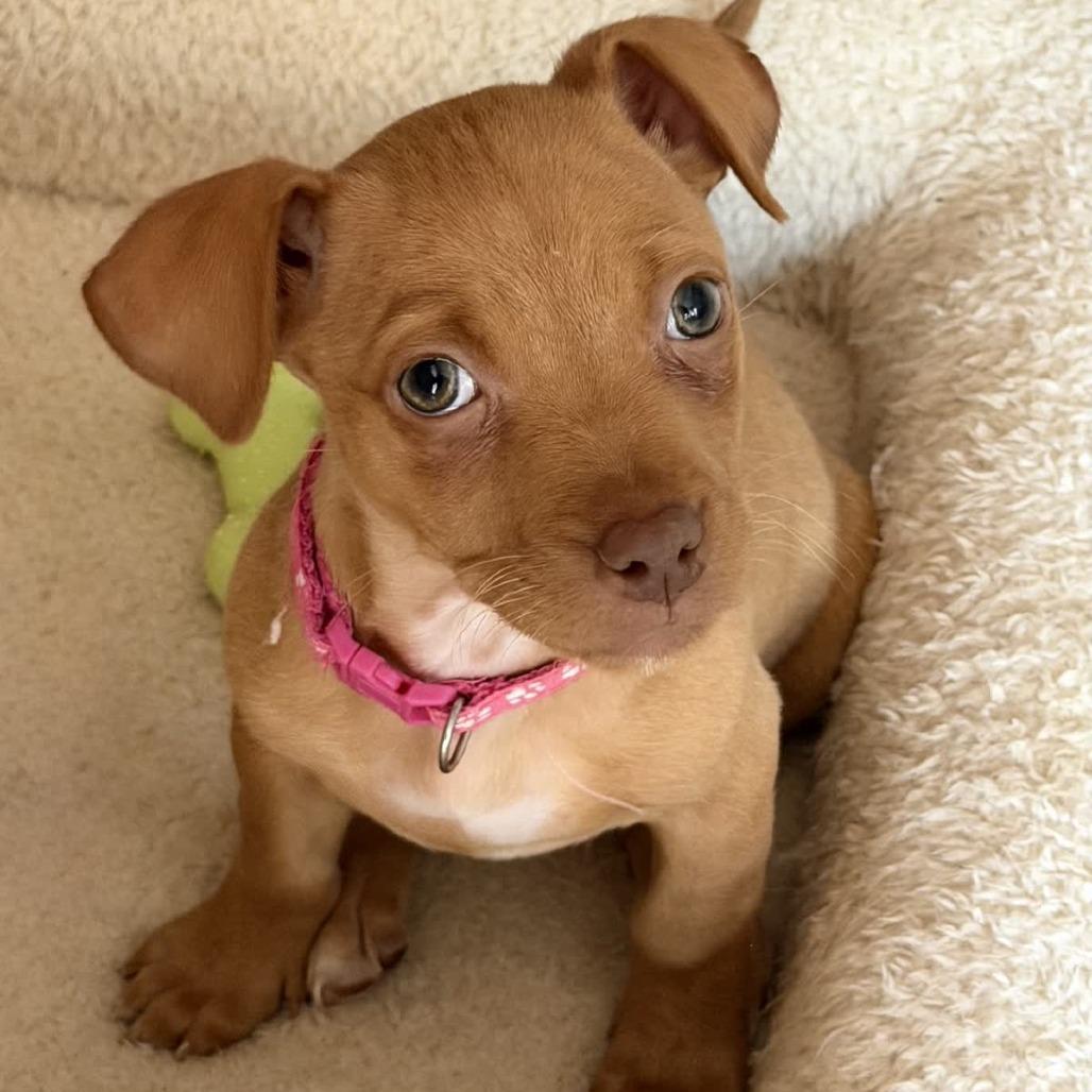 Enlarge Ivy, a Adoptable Chihuahua in Kansas City, MO image 5/6