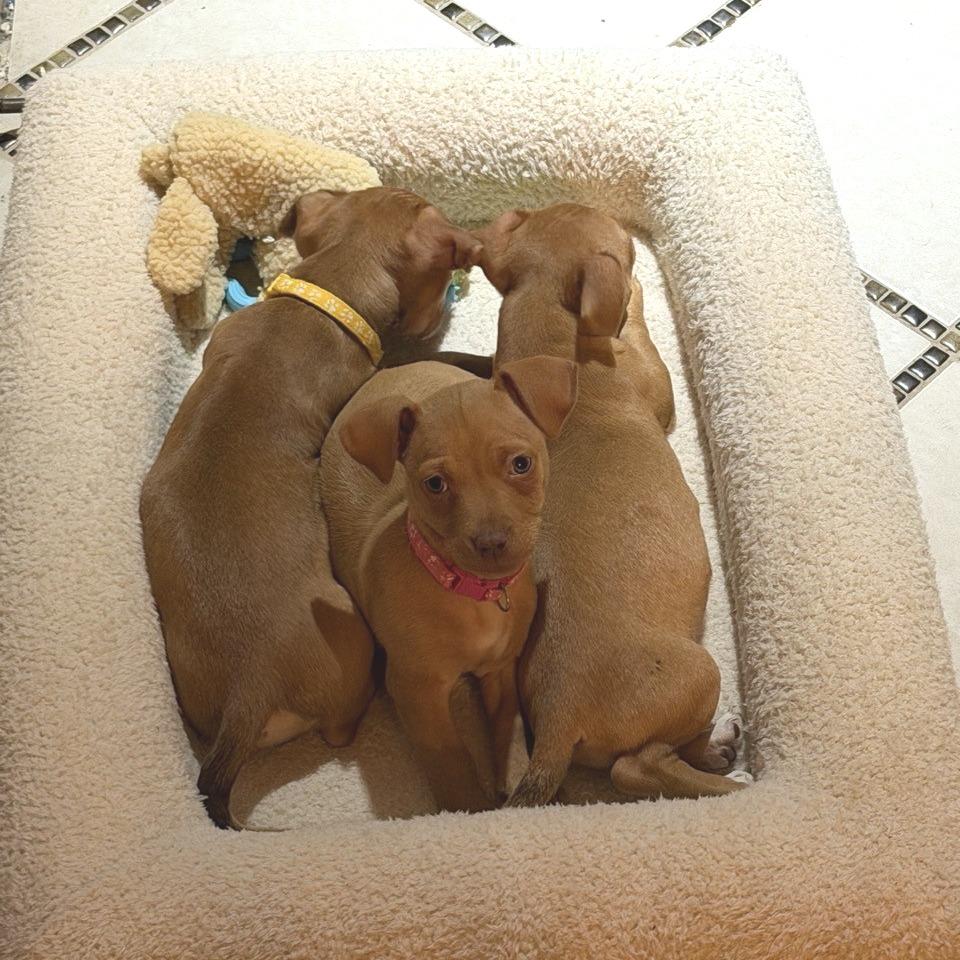 Enlarge Ivy, a Adoptable Chihuahua in Kansas City, MO image 6/6