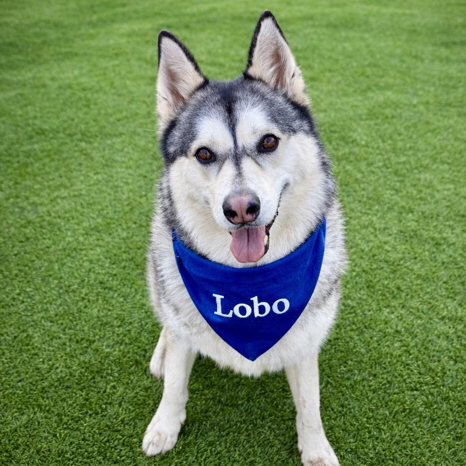 Enlarge Lobo, a Adoptable mixed breed in Binghamton, NY image 1/6