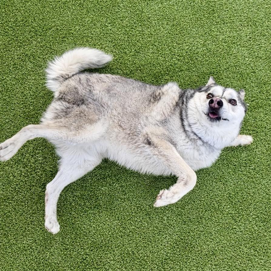 Enlarge Lobo, a Adoptable mixed breed in Binghamton, NY image 2/6