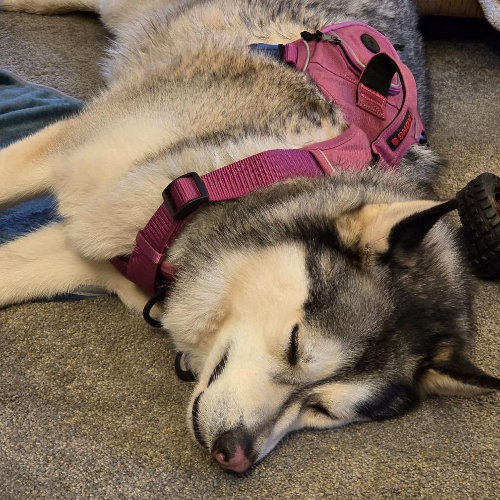 Enlarge Lobo, a Adoptable mixed breed in Binghamton, NY image 3/6