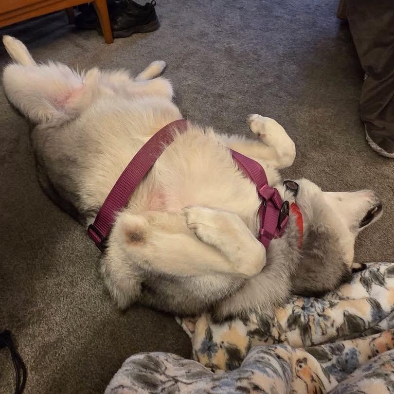 Enlarge Lobo, a Adoptable mixed breed in Binghamton, NY image 4/6