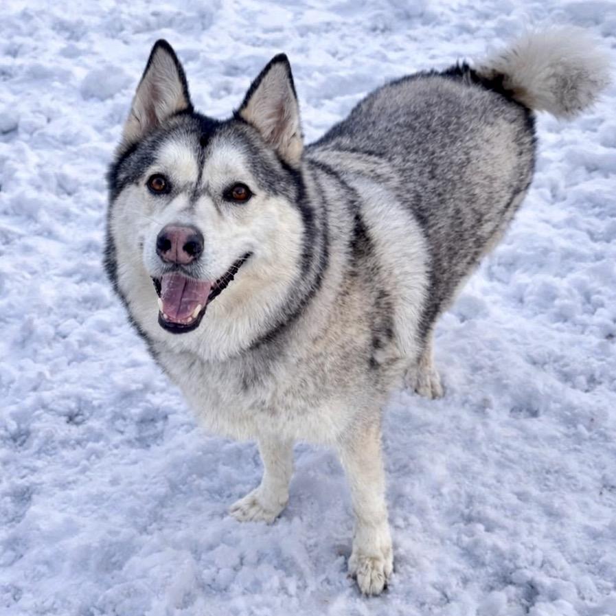 Enlarge Lobo, a Adoptable mixed breed in Binghamton, NY image 5/6