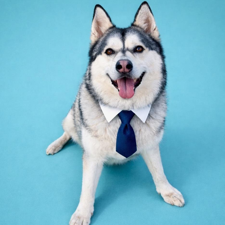 Enlarge Lobo, a Adoptable mixed breed in Binghamton, NY image 6/6