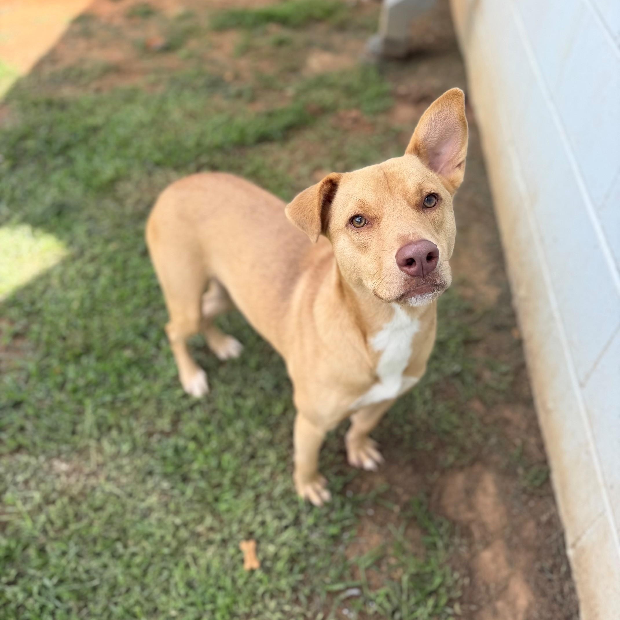 Enlarge Mika, a Adopted mixed breed in Summerdale, AL image 1/1