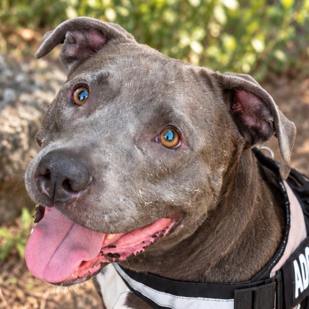 Bunny - Adopt Me!, Adoptable, Adult Female American Staffordshire Terrier.