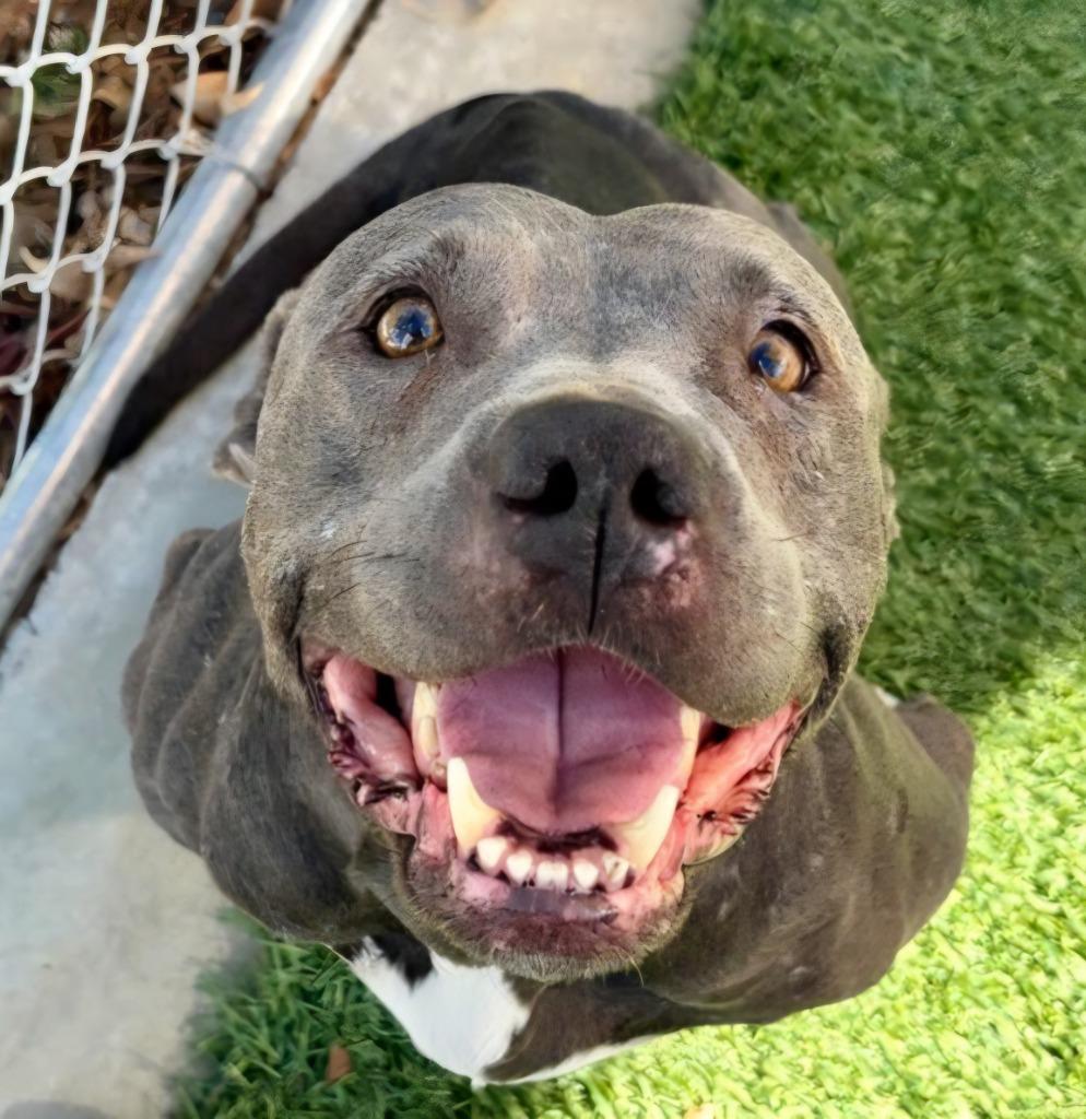 Enlarge Bunny - Adopt Me!, a Adoptable mixed breed in Lake Forest, CA image 2/5