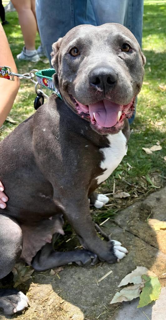 Enlarge Bunny - Adopt Me!, a Adoptable mixed breed in Lake Forest, CA image 3/5