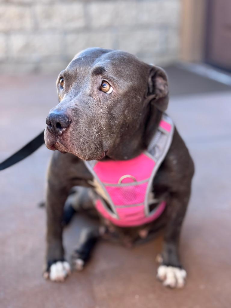 Enlarge Bunny - Adopt Me!, a Adoptable mixed breed in Lake Forest, CA image 4/5