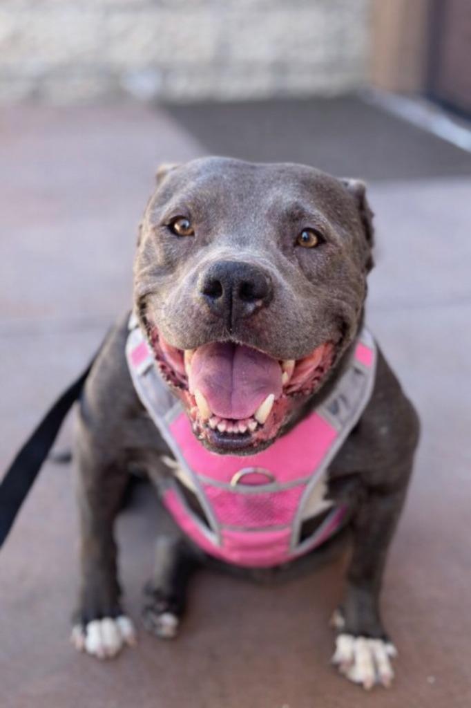 Enlarge Bunny - Adopt Me!, a Adoptable mixed breed in Lake Forest, CA image 5/5