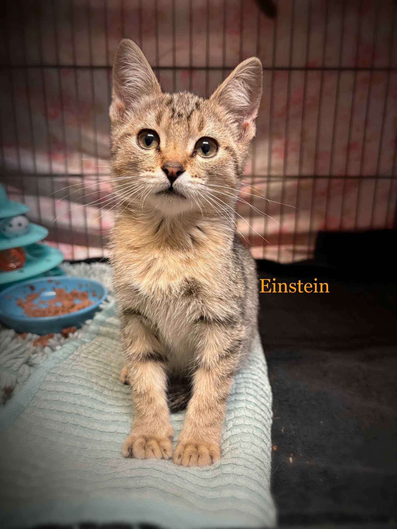 Enlarge Einstein, a Adoptable Tabby in St. George, UT image 1/1