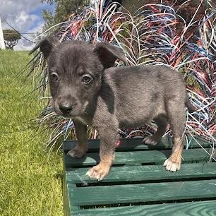 Wilder, Adoptable, Puppy Male Australian Shepherd & Mixed Breed.