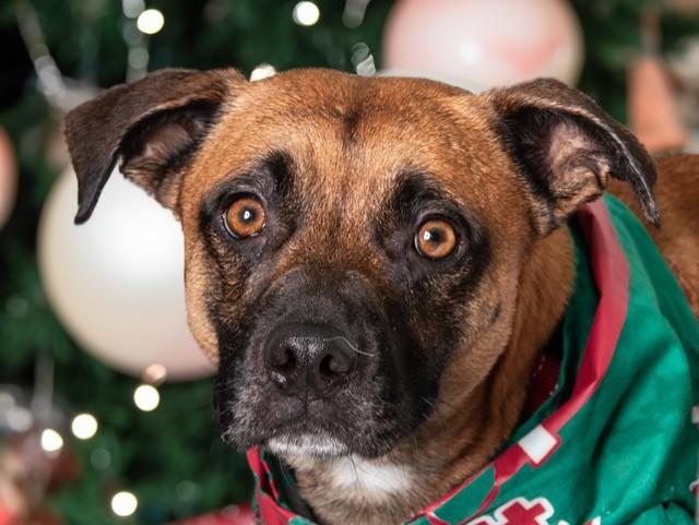 Elvis, ADOPTABLE, Adult Male Dachshund & Boxer.