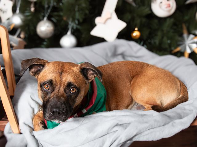 Enlarge Elvis, an adopted mixed breed in San Andreas, CA image 2/2