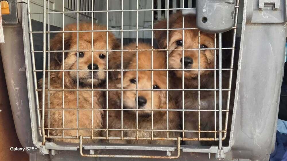 Enlarge Teddy, a Adoptable mixed breed in Bend, OR image 2/4