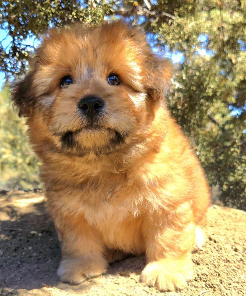 Enlarge Teddy, a Adoptable mixed breed in Bend, OR image 4/4