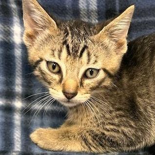 Enlarge Wayne, a Adoptable Domestic Short Hair in Staten Island, NY image 1/6