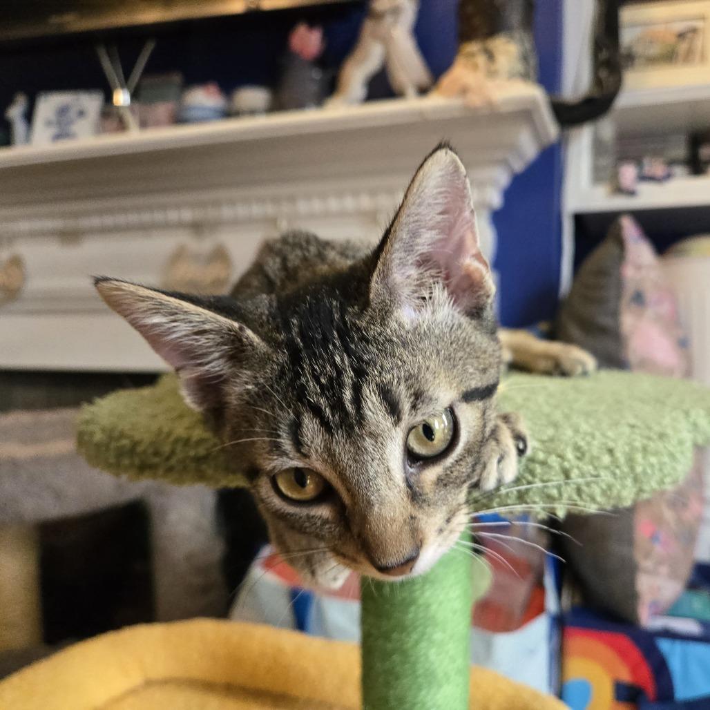 Enlarge Wayne, a Adoptable Domestic Short Hair in Staten Island, NY image 2/6
