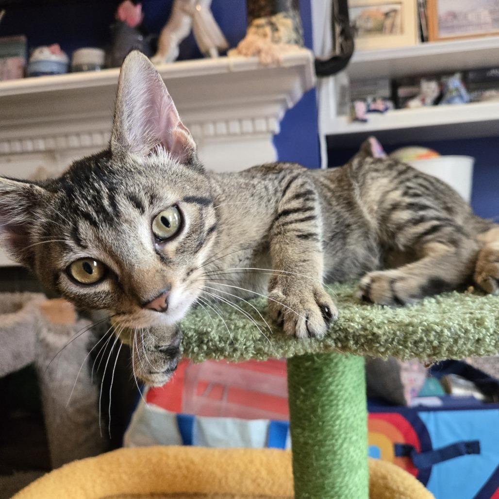 Enlarge Wayne, a Adoptable Domestic Short Hair in Staten Island, NY image 3/6