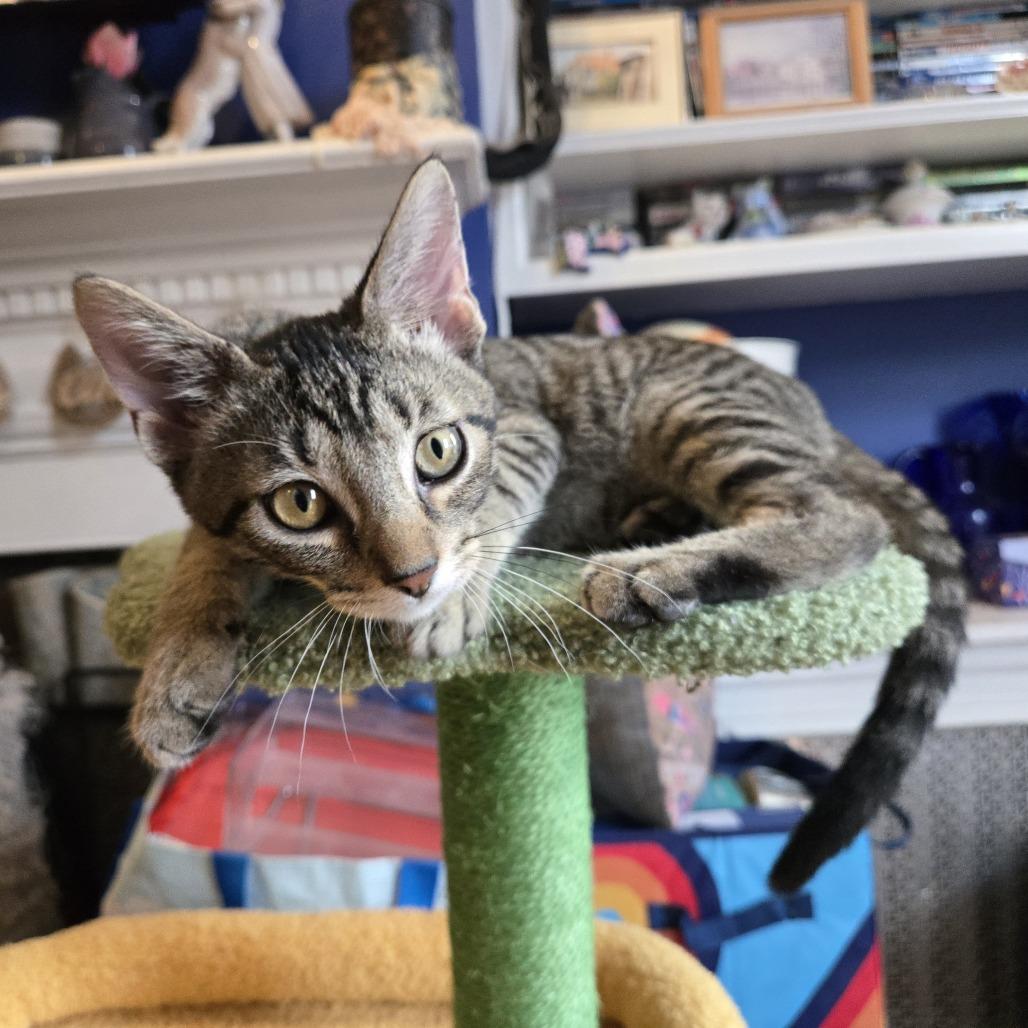Enlarge Wayne, a Adoptable Domestic Short Hair in Staten Island, NY image 4/6