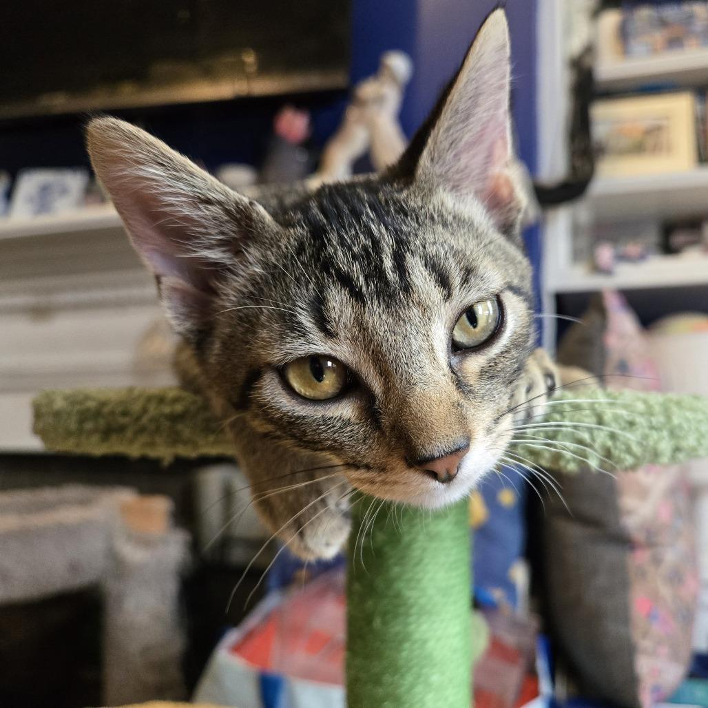 Enlarge Wayne, a Adoptable Domestic Short Hair in Staten Island, NY image 5/6