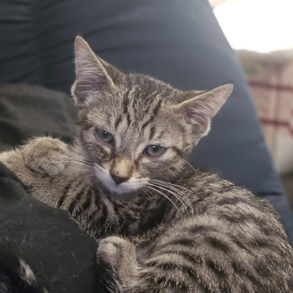 Enlarge Wayne, a Adoptable Domestic Short Hair in Staten Island, NY image 6/6