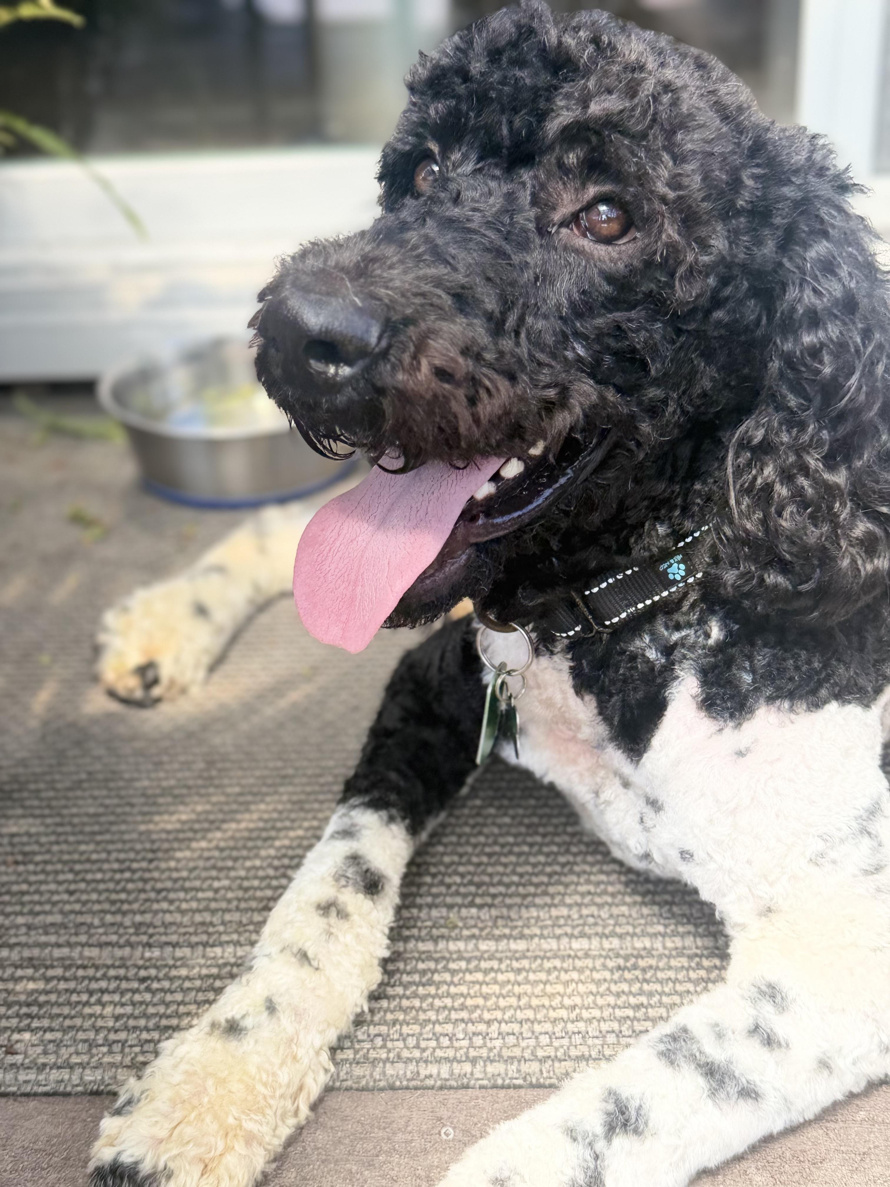 Enlarge CARGO, a Adoptable Labradoodle in Sunset Beach , CA image 5/6