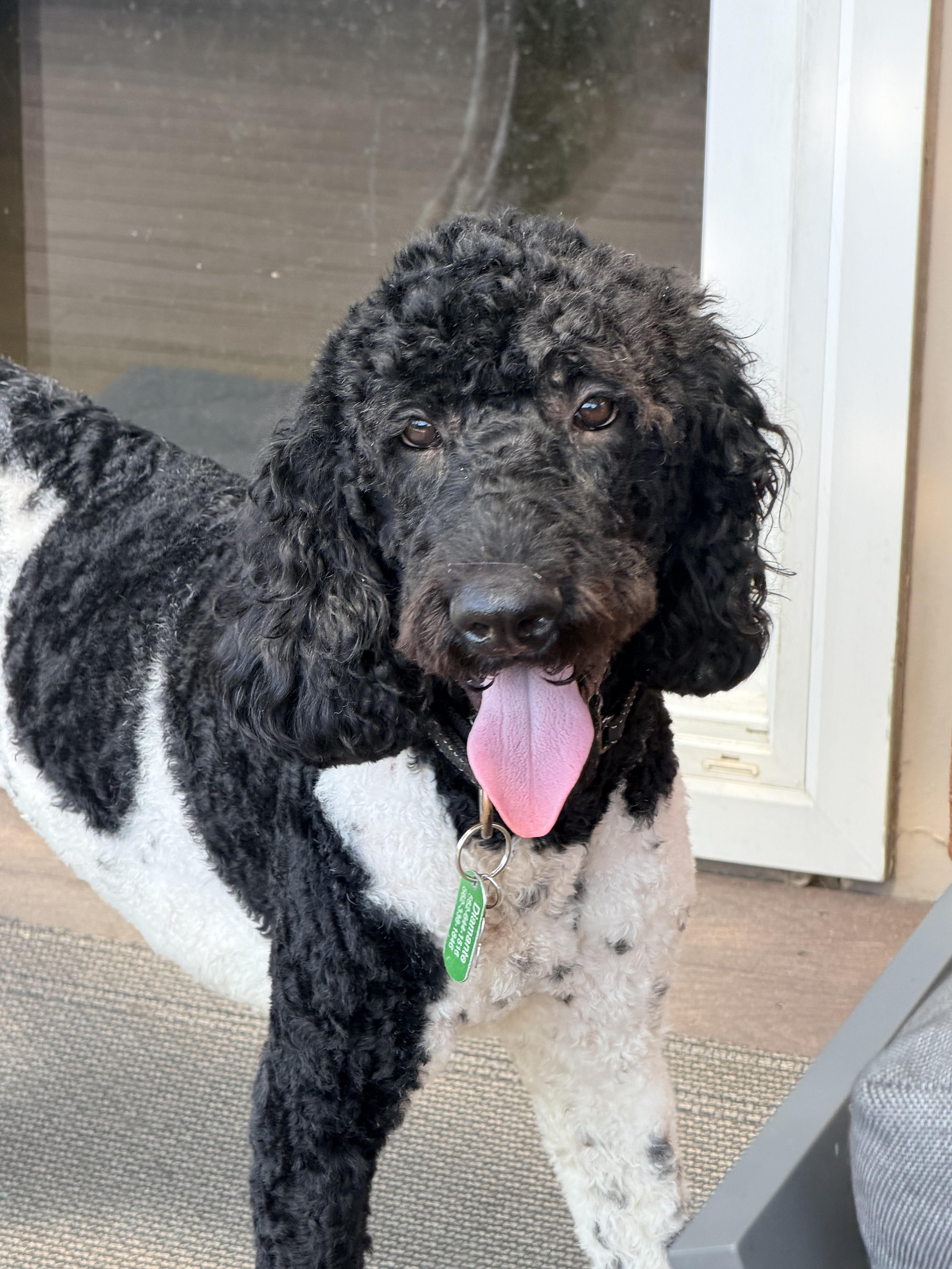 Enlarge CARGO, a Adoptable Labradoodle in Sunset Beach , CA image 4/6